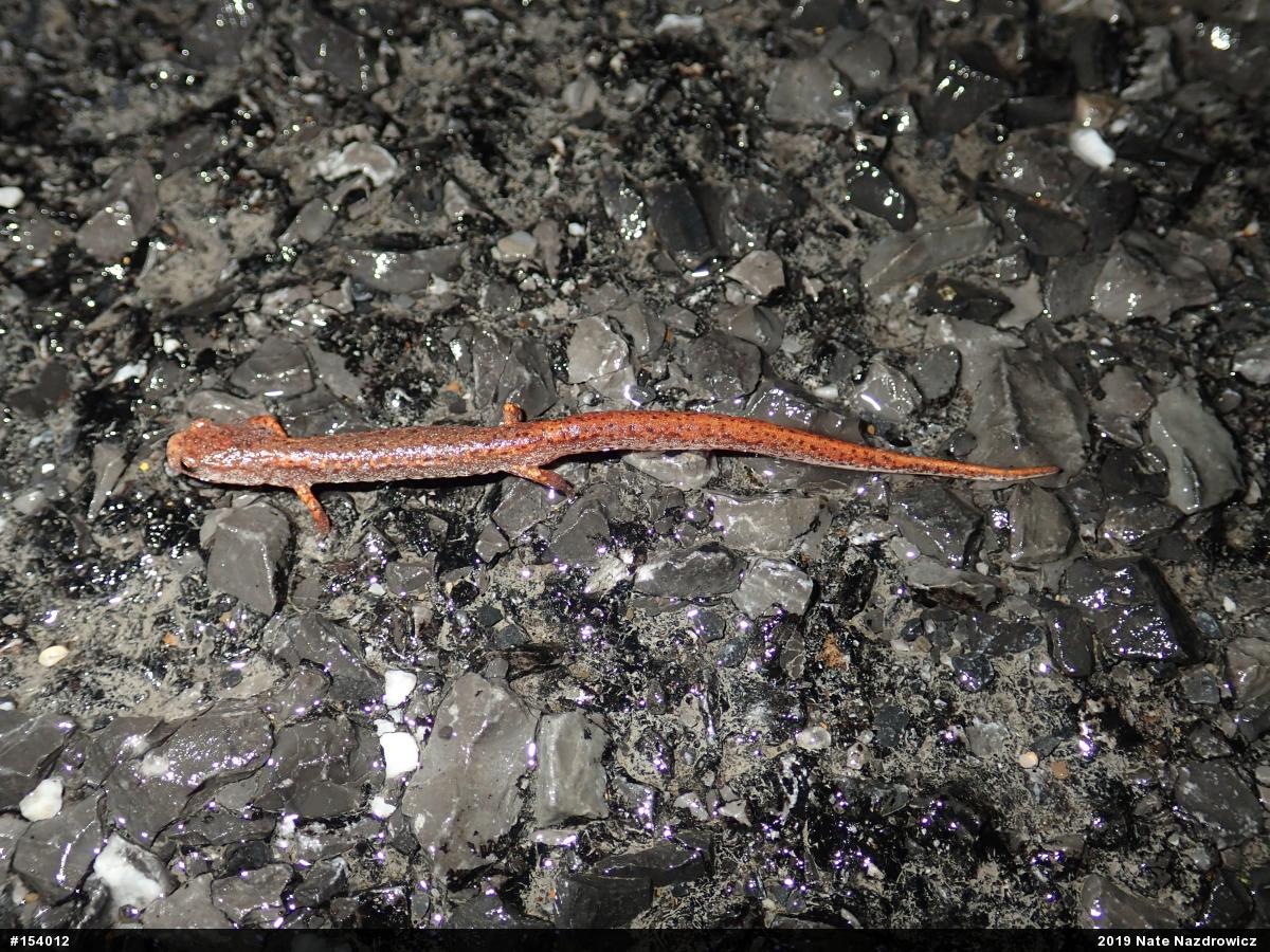Four-toed Salamander