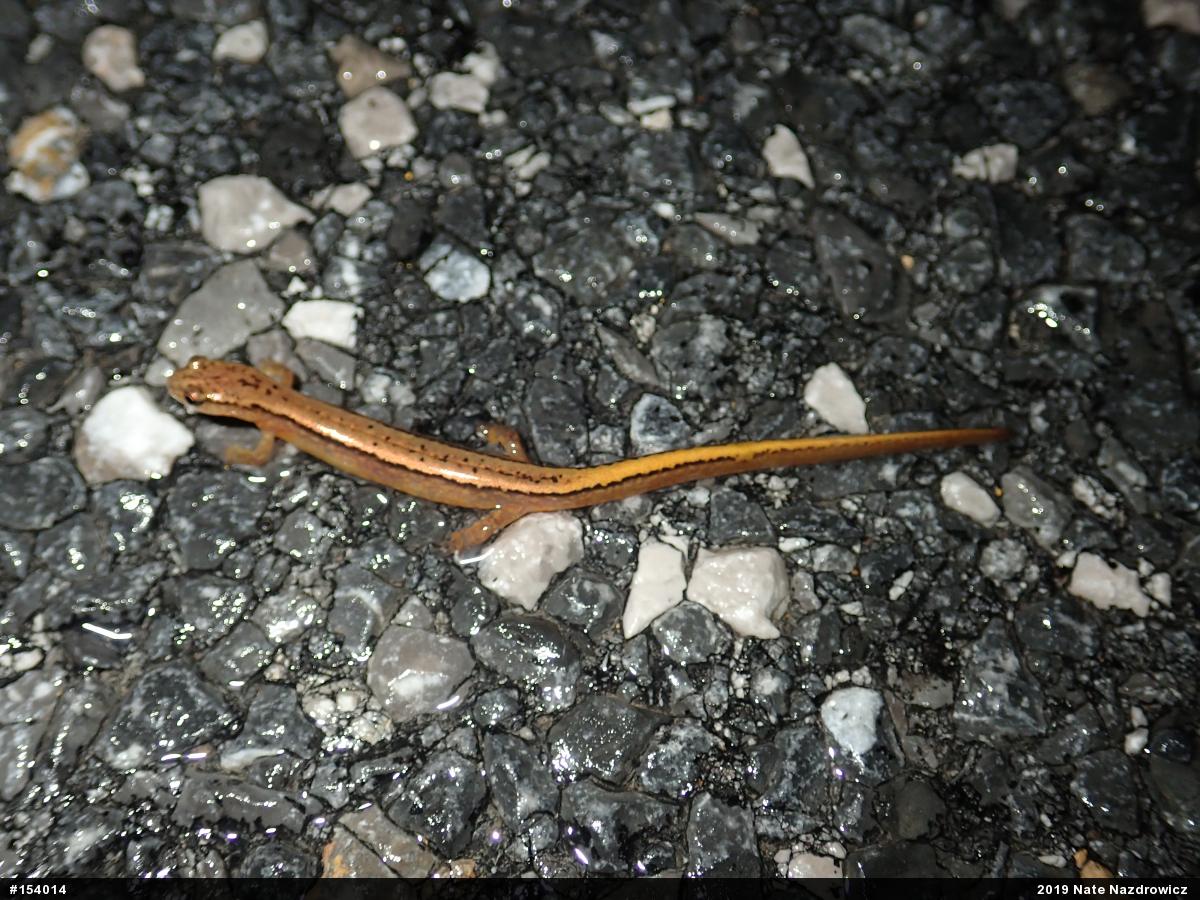 Northern Two-lined Salamander