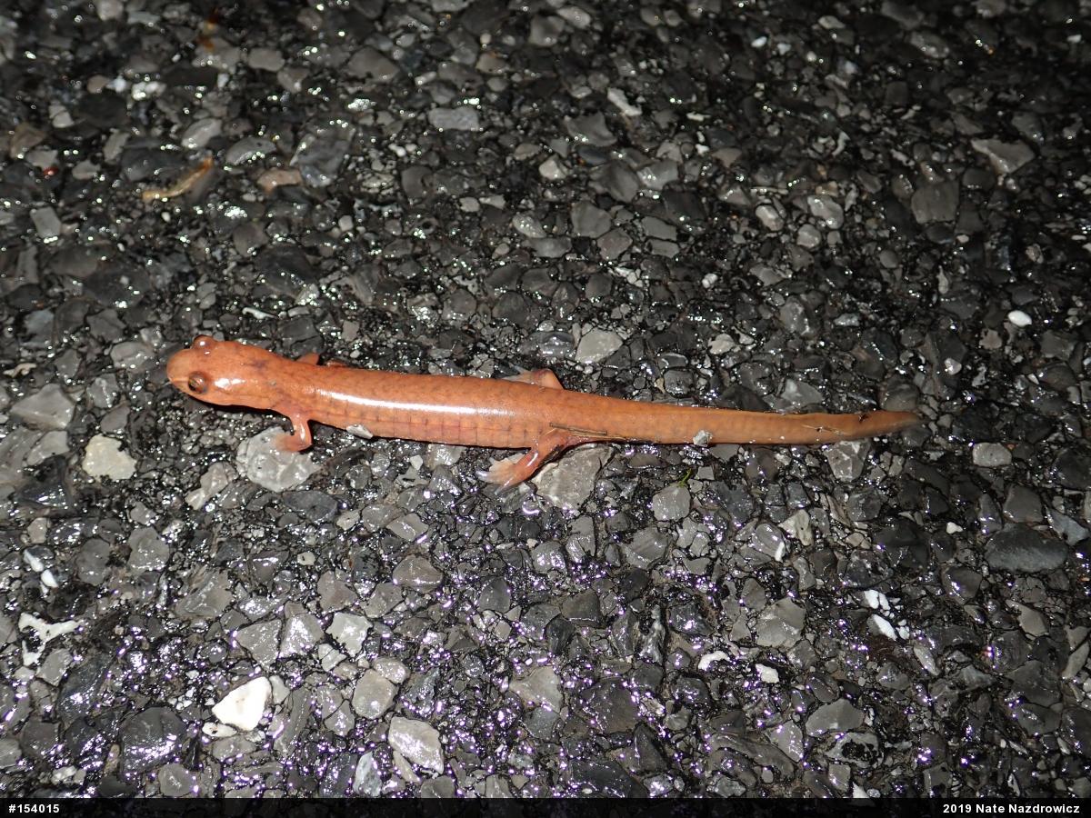 Northern Spring Salamander