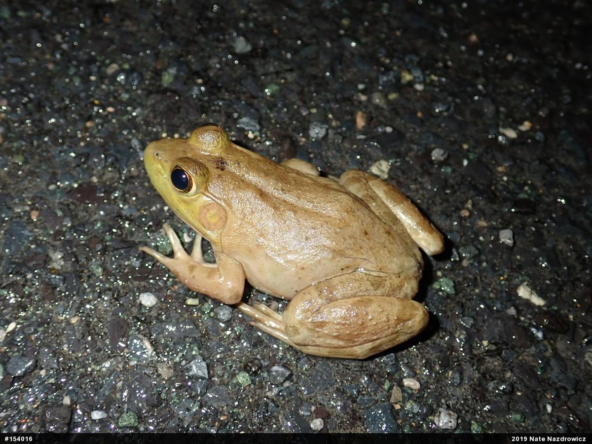 American Bullfrog