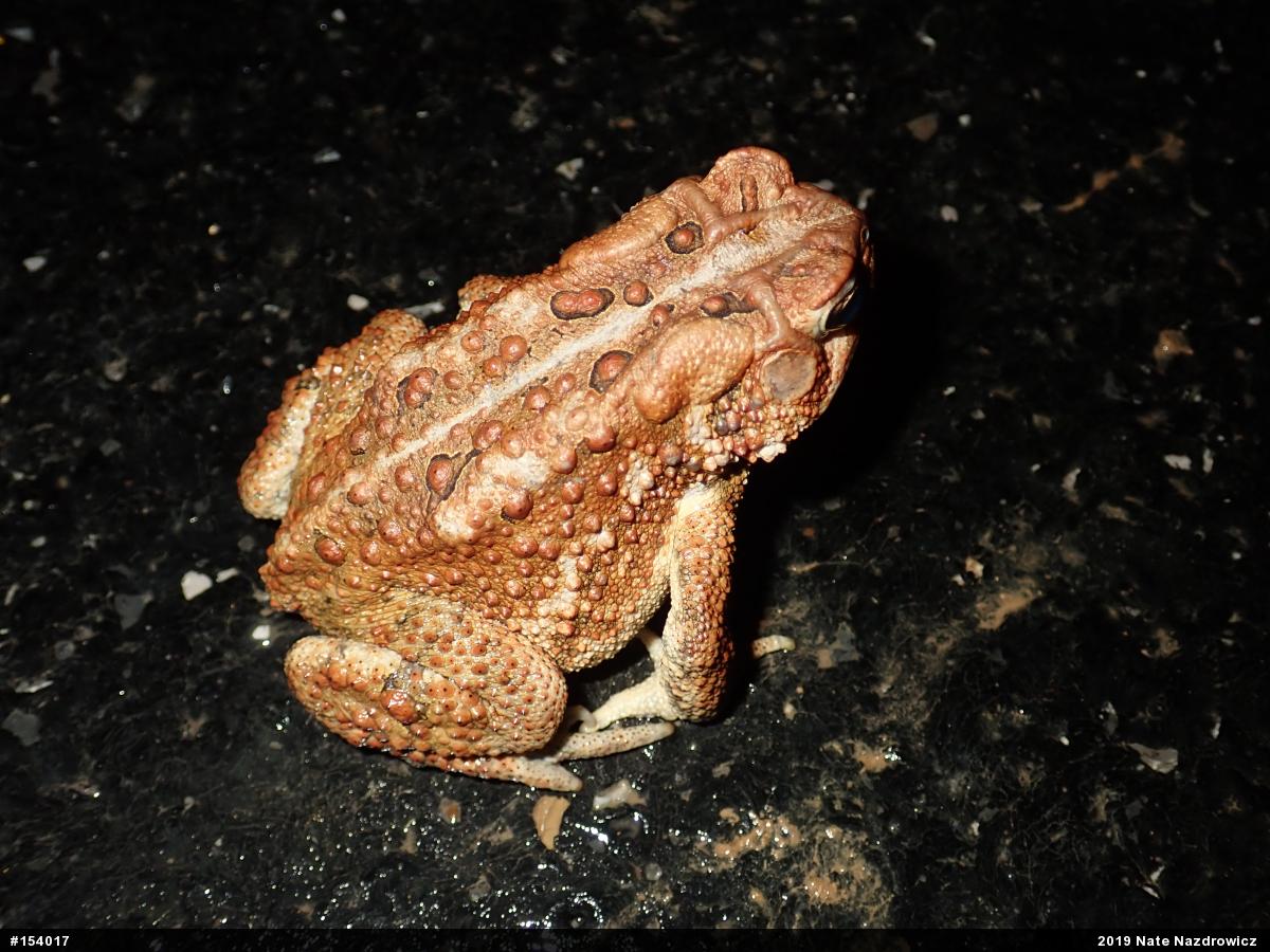 Eastern American Toad