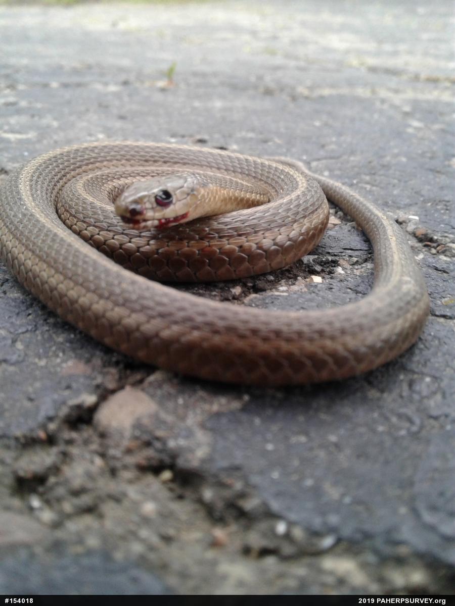 Shorthead Gartersnake