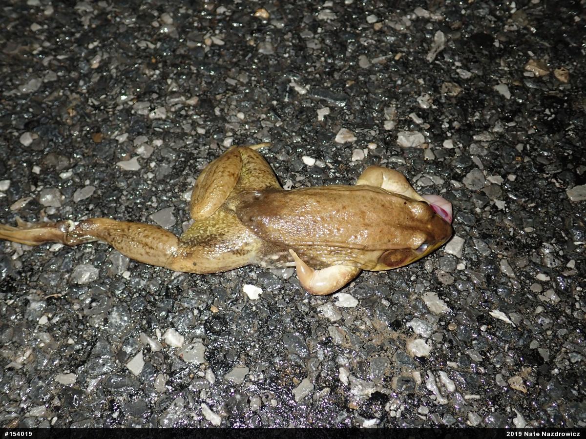 Green Frog