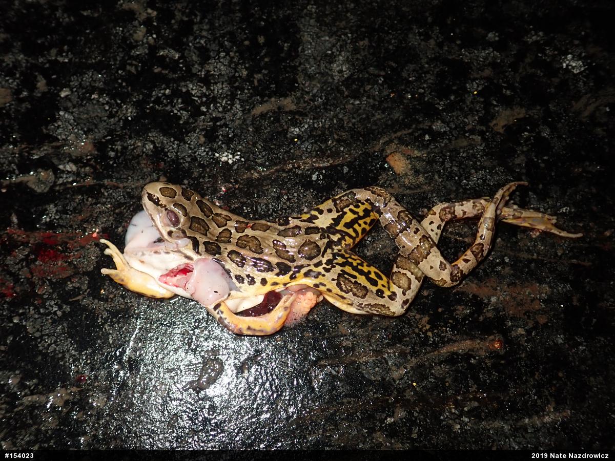 Pickerel Frog