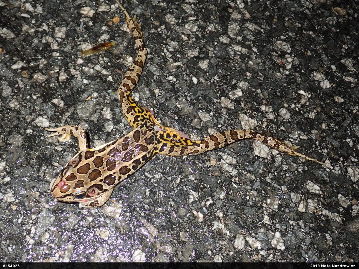 Pickerel Frog