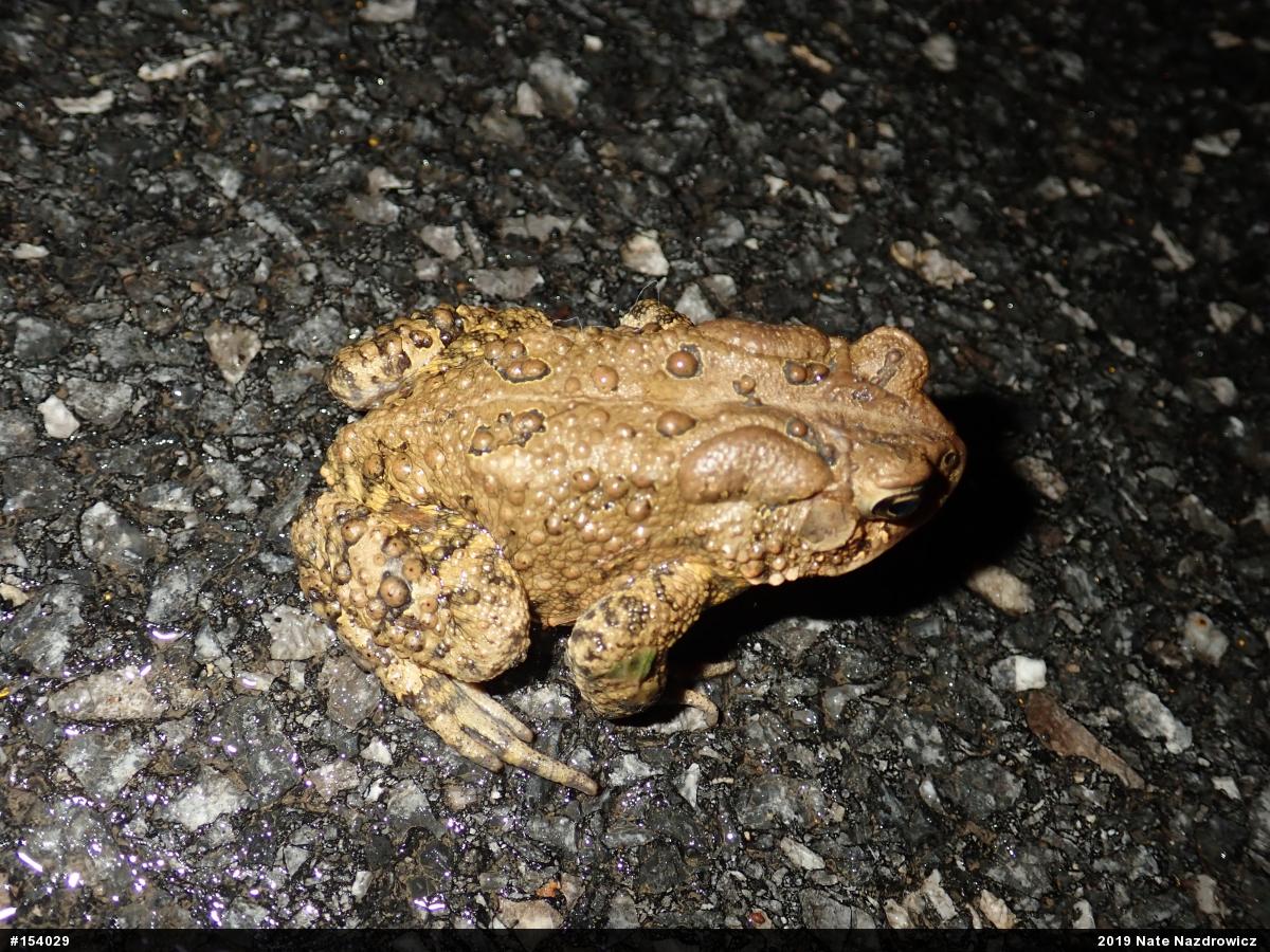 Eastern American Toad