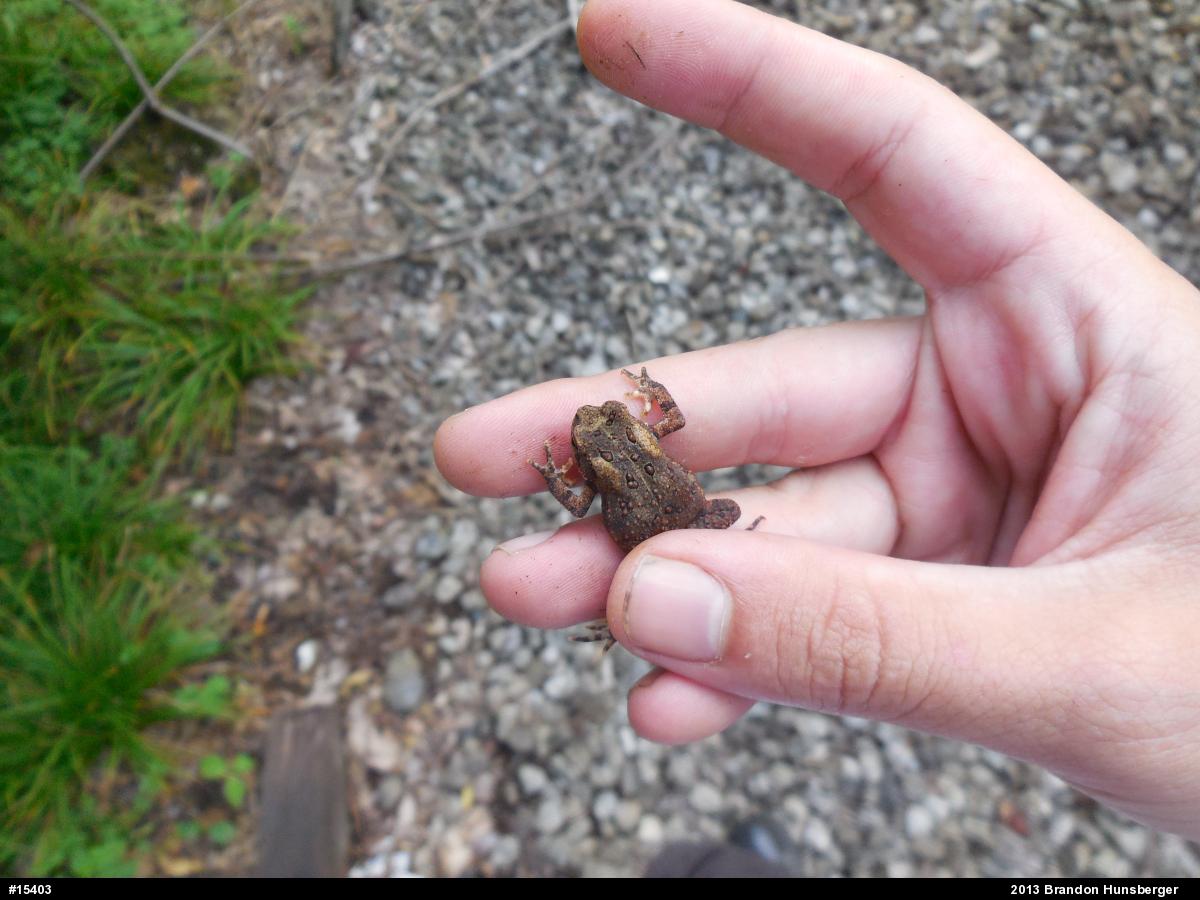 Eastern American Toad