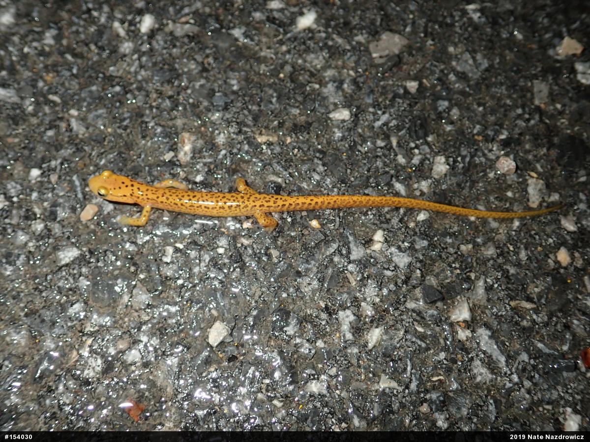 Eastern Long-tailed Salamander