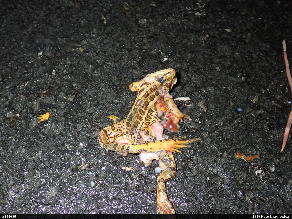 Pickerel Frog
