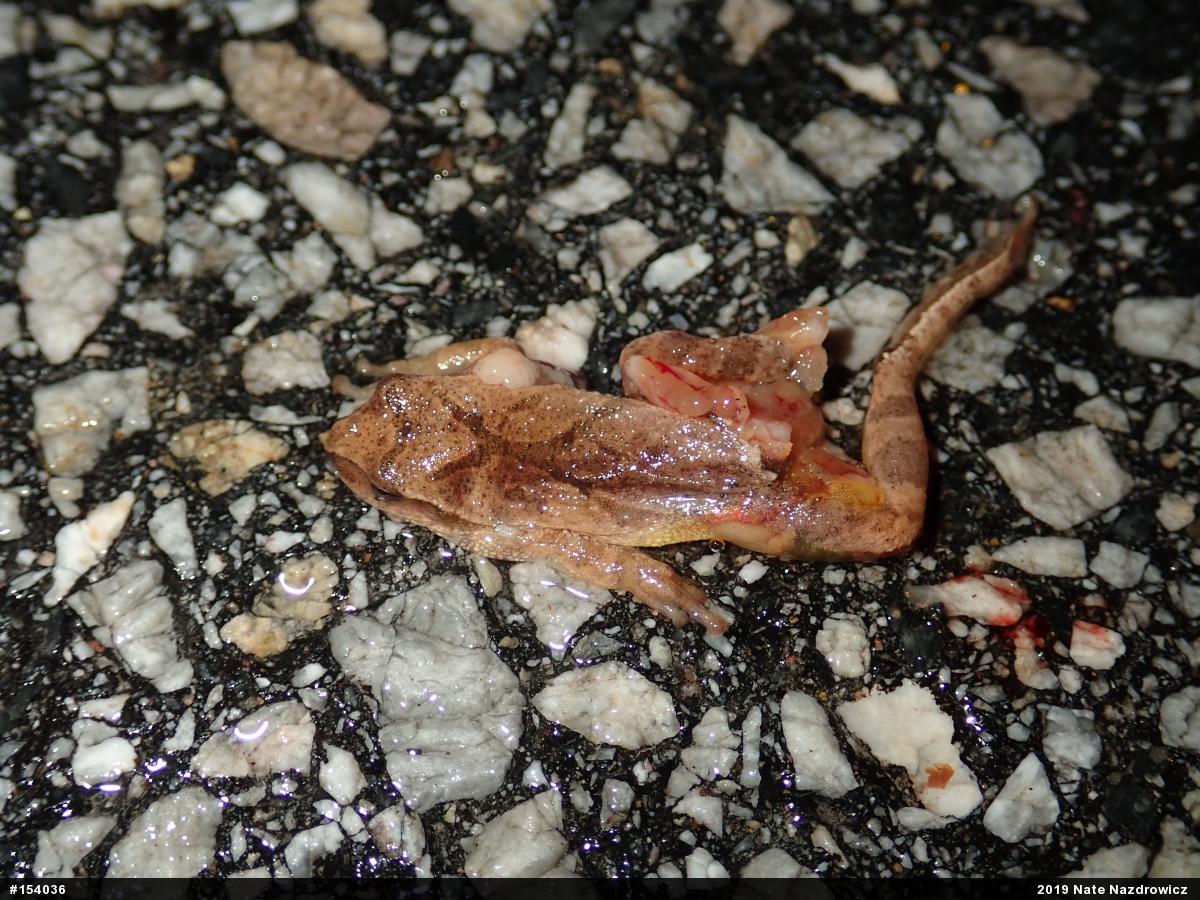 Spring Peeper