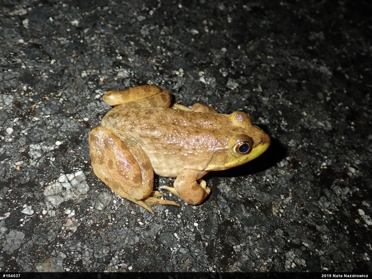 American Bullfrog