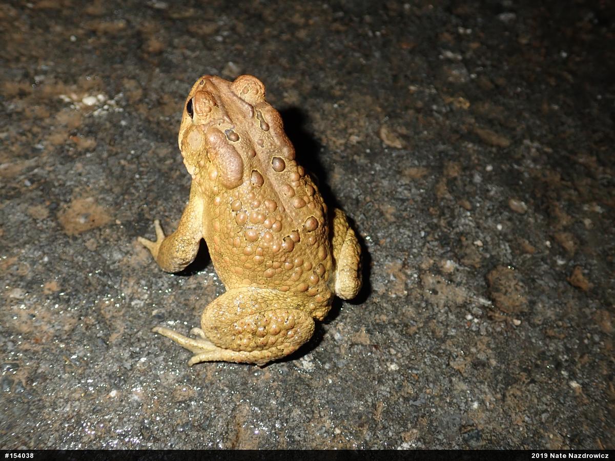 Eastern American Toad