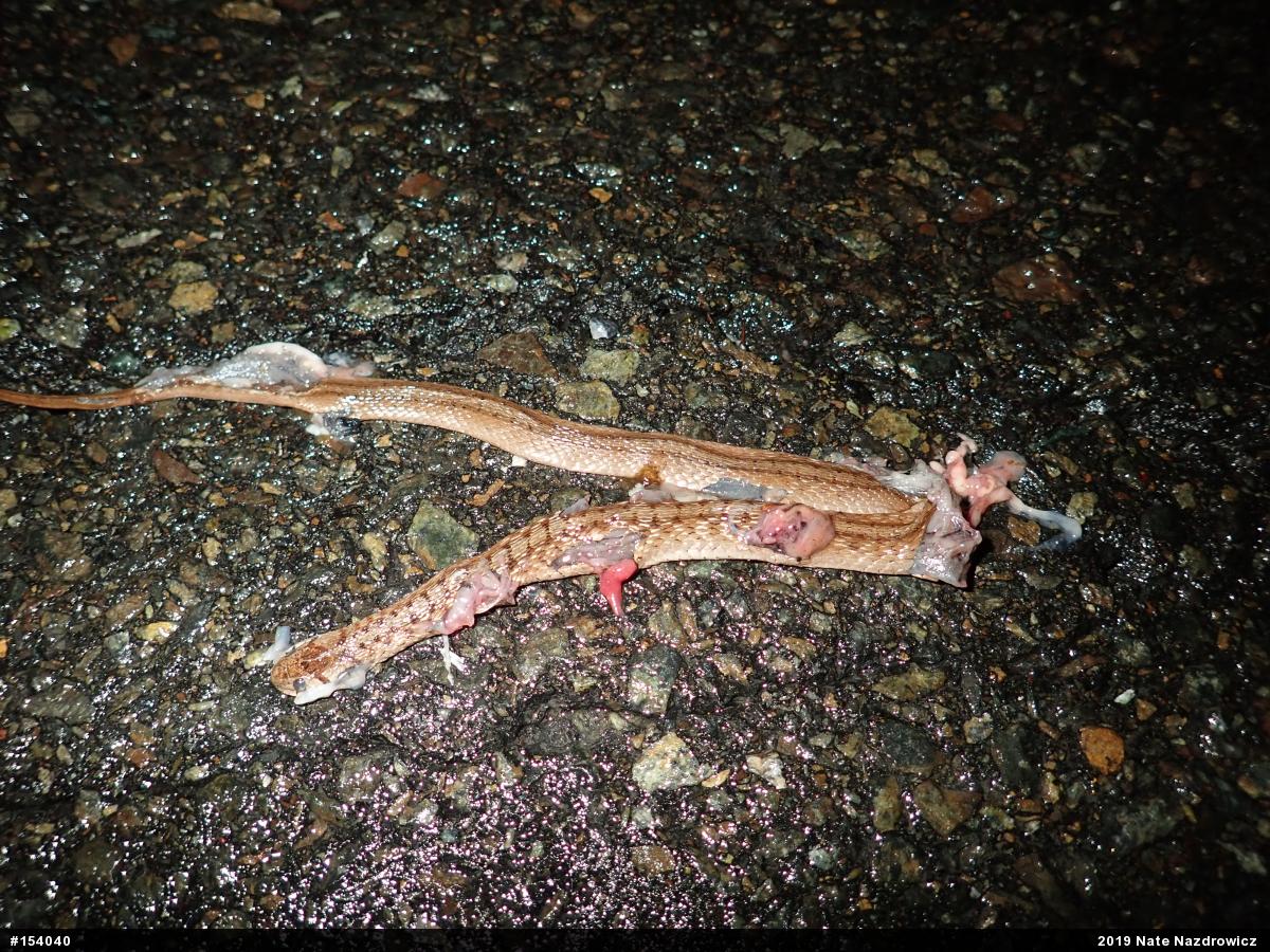 Dekay's Brownsnake