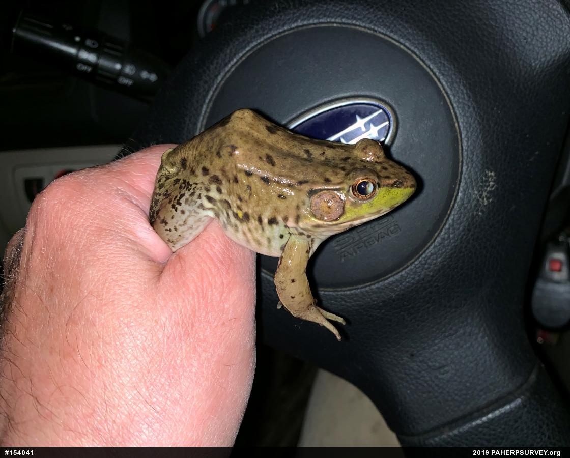Green Frog