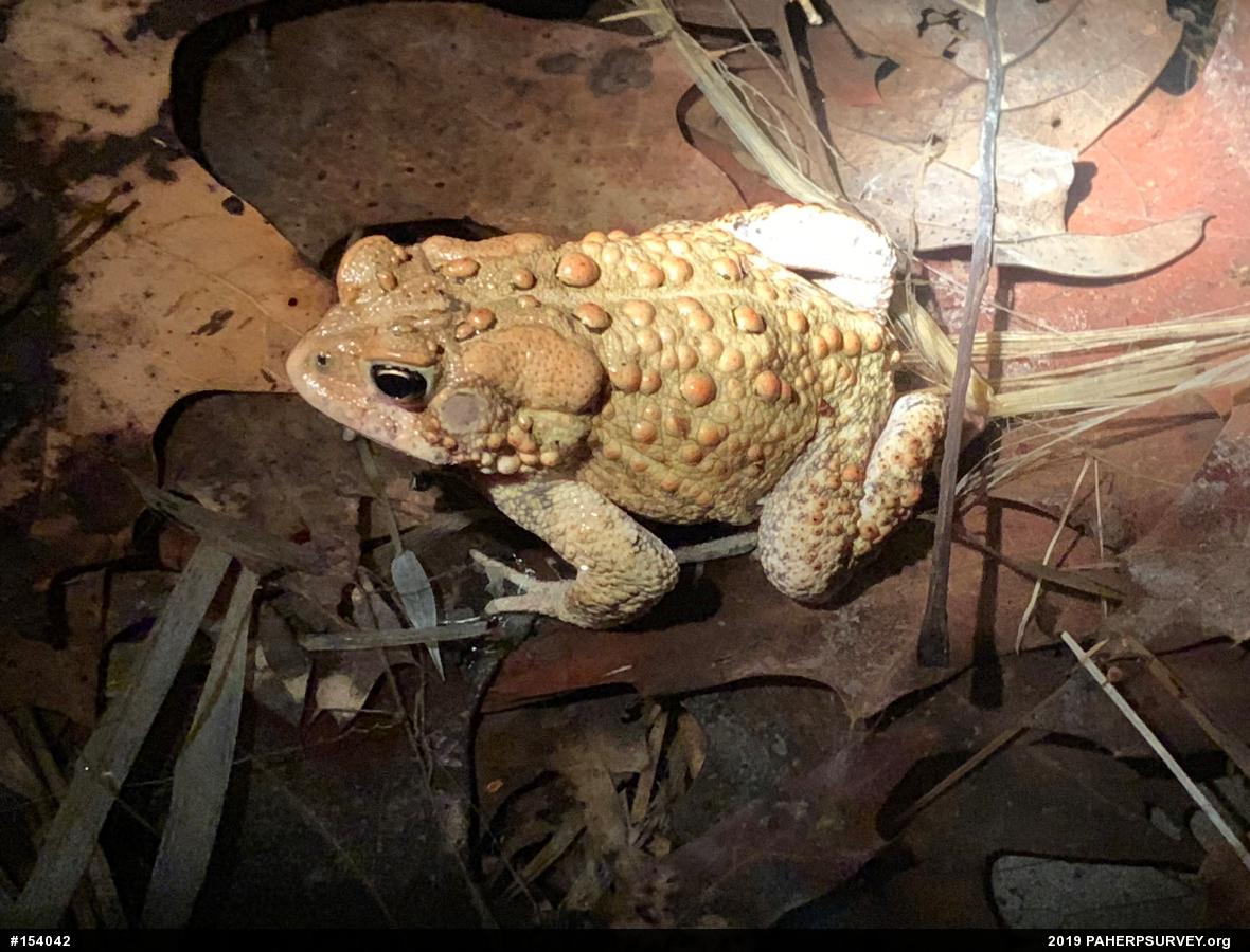 Eastern American Toad