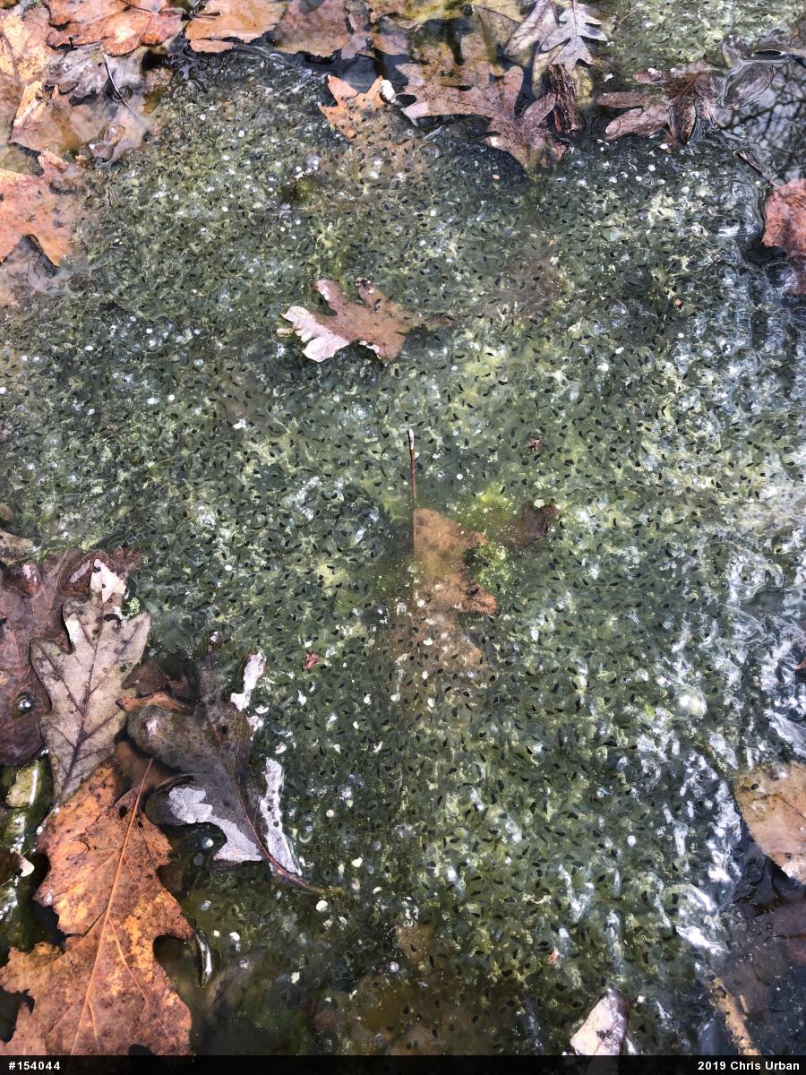 Wood Frog