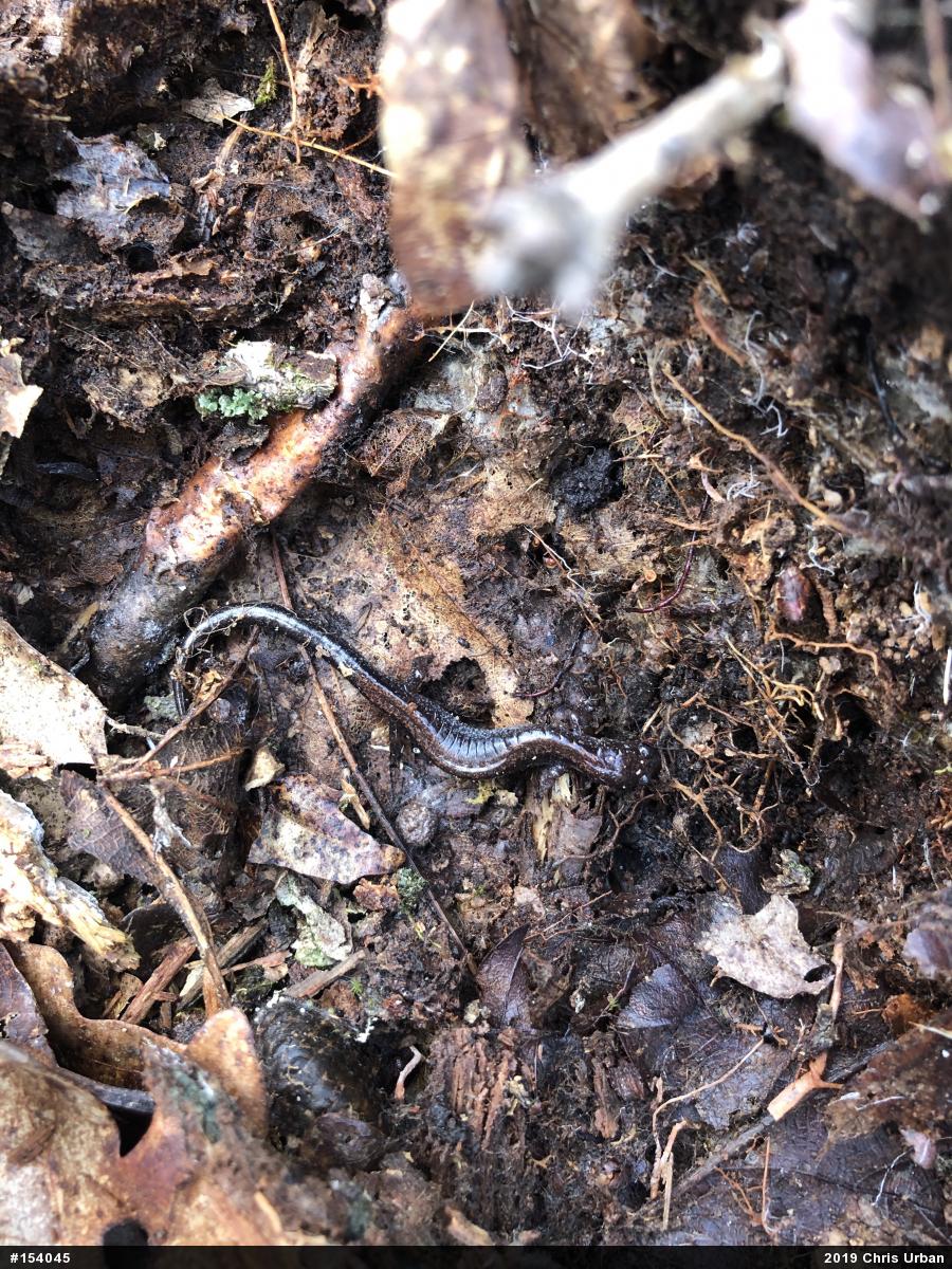 Eastern Red-backed  Salamander
