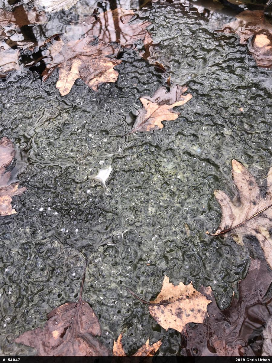Wood Frog