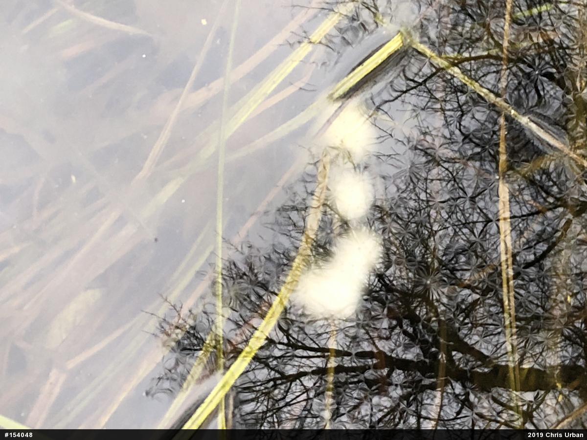 Spotted Salamander