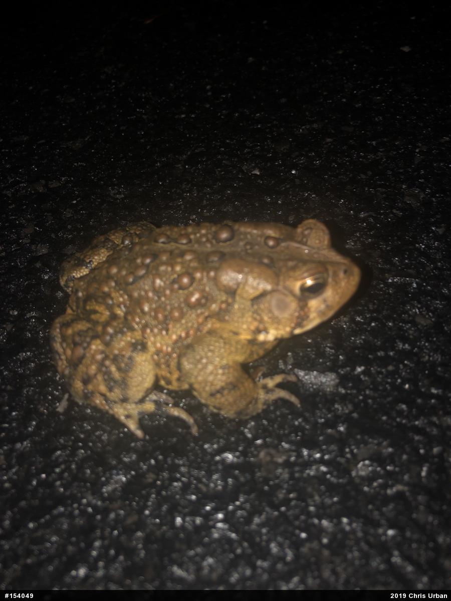 Eastern American Toad