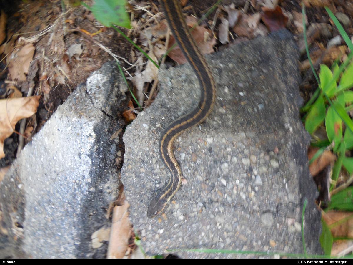 Eastern Gartersnake