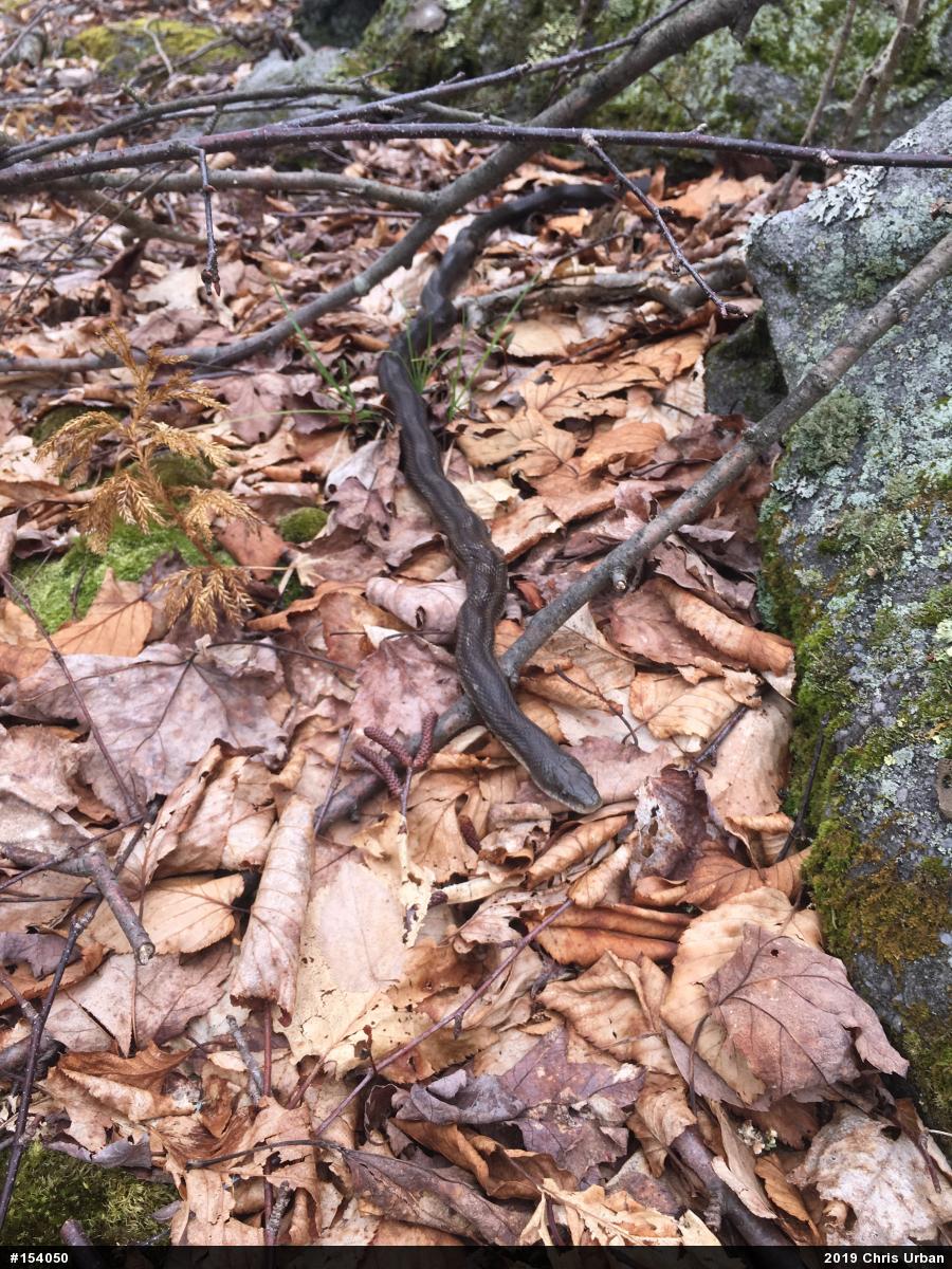 Eastern Ratsnake