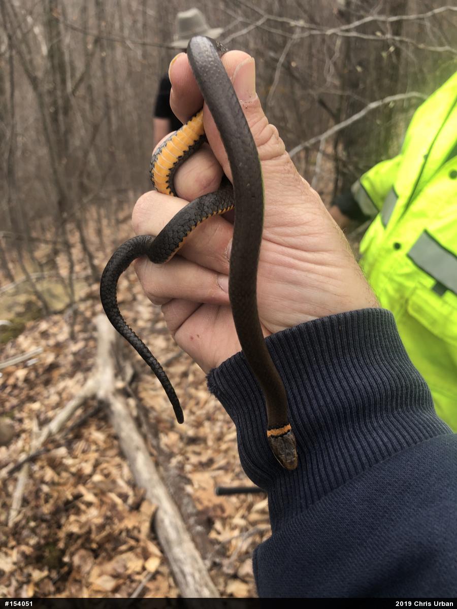 Northern Ring-necked Snake
