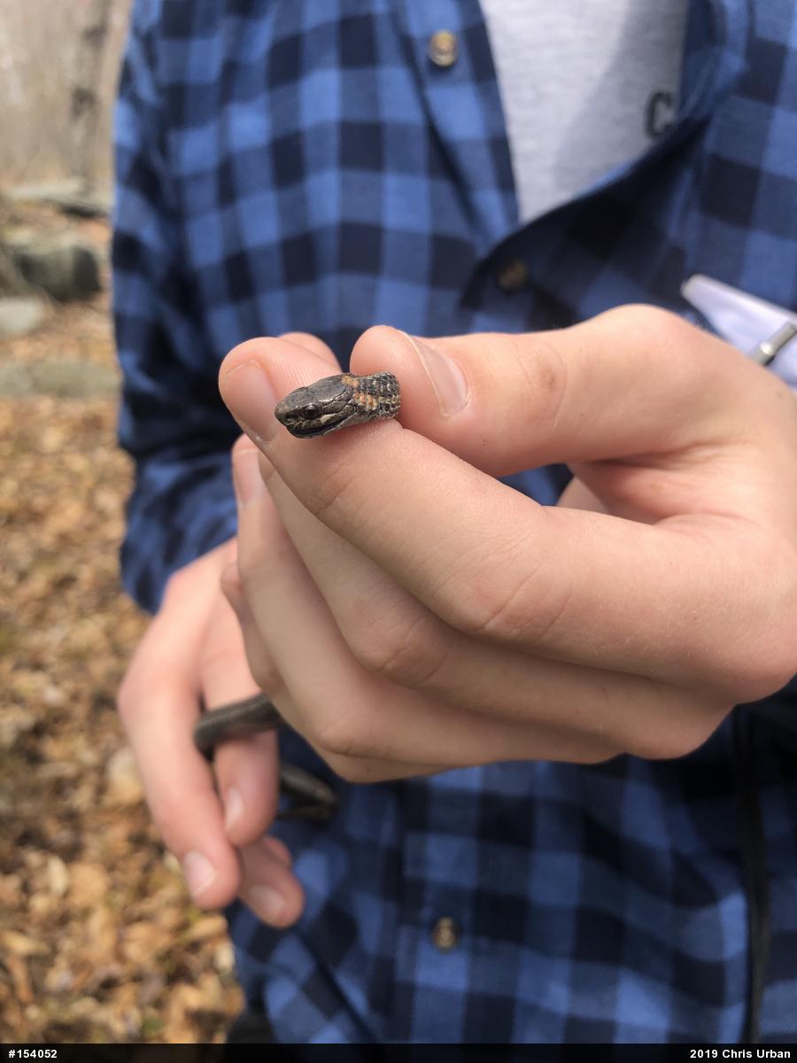 Red-bellied Snake