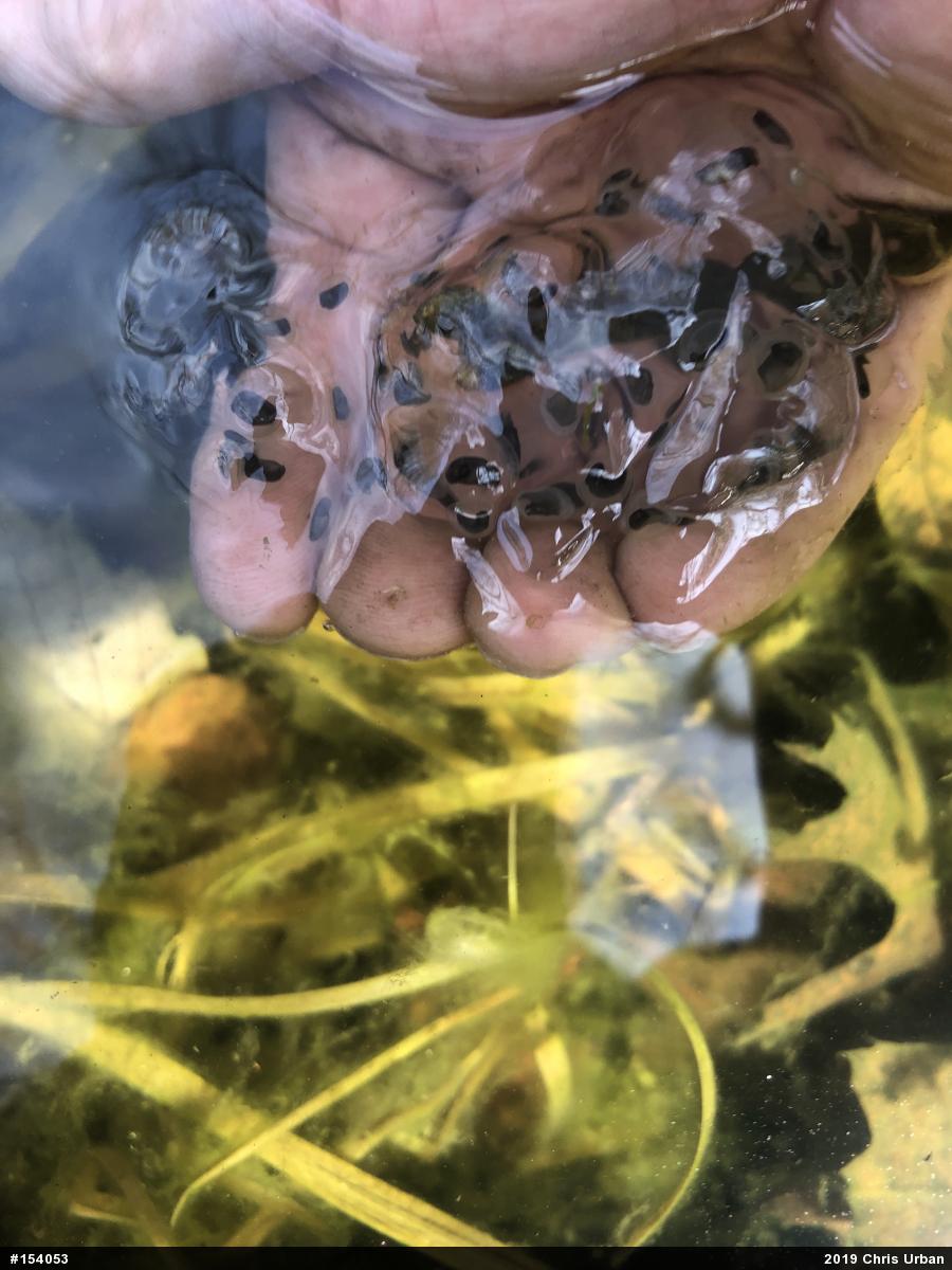 Jefferson Salamander