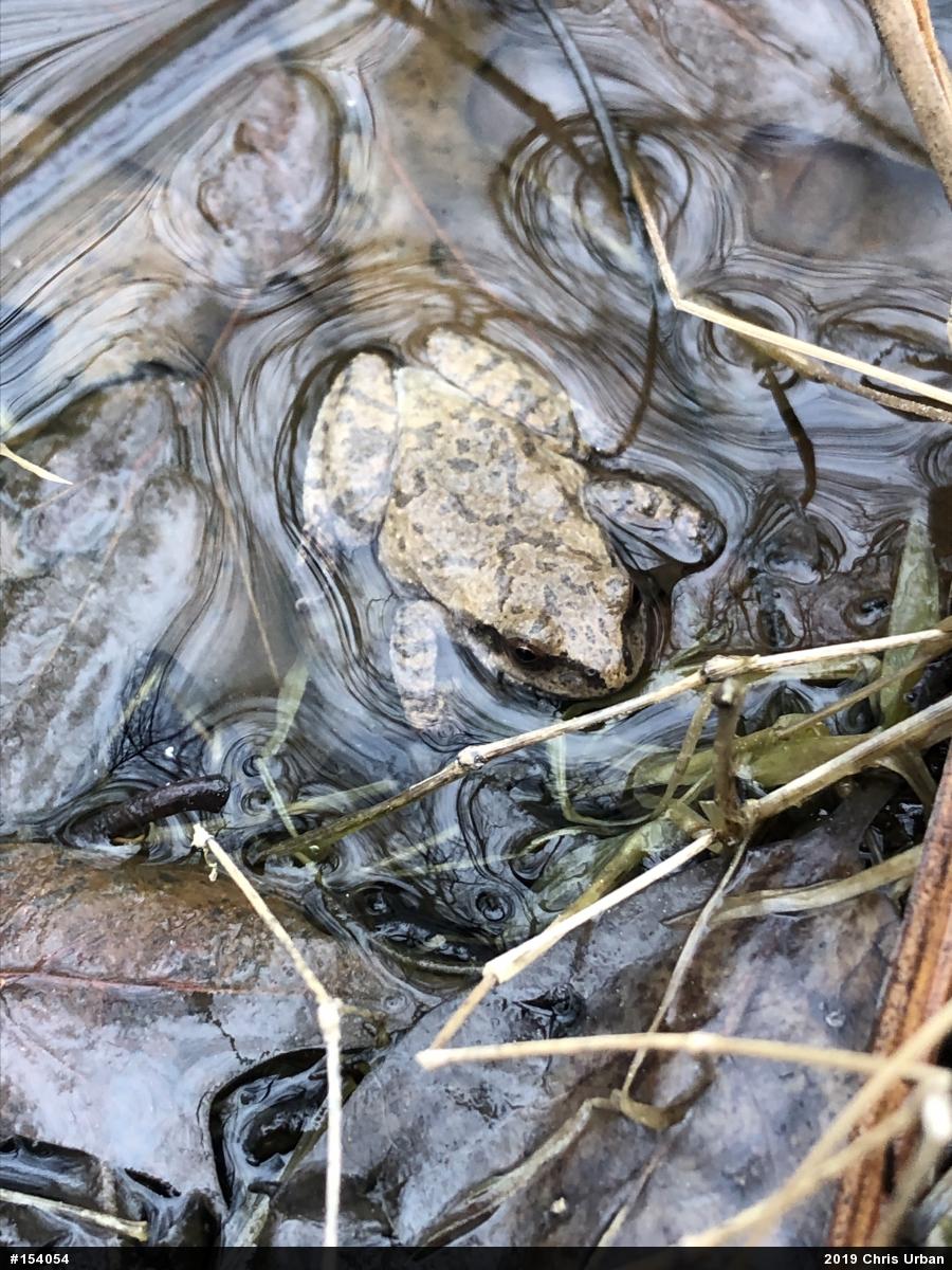 Spring Peeper