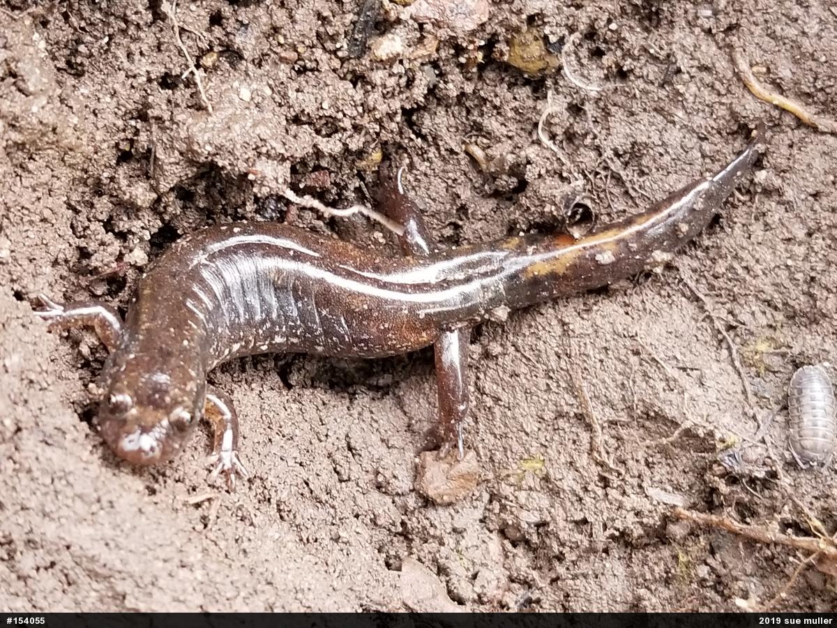 Northern Dusky Salamander