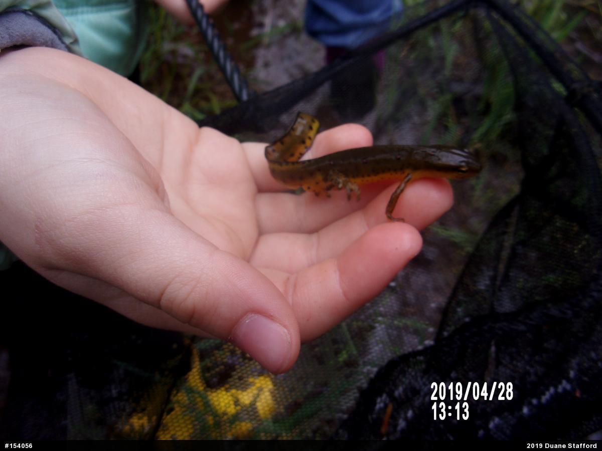 Red-spotted Newt