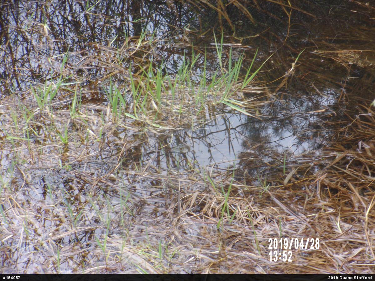 American Bullfrog