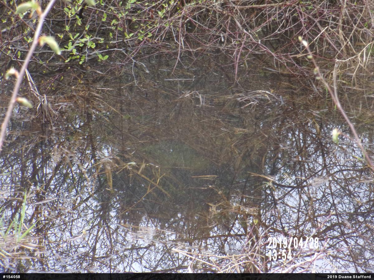 Wood Frog
