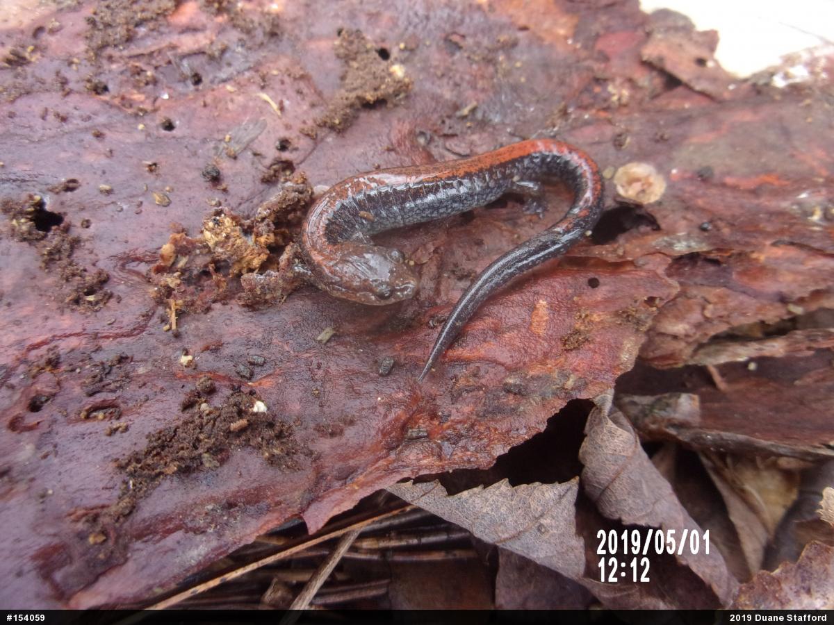 Eastern Red-backed  Salamander