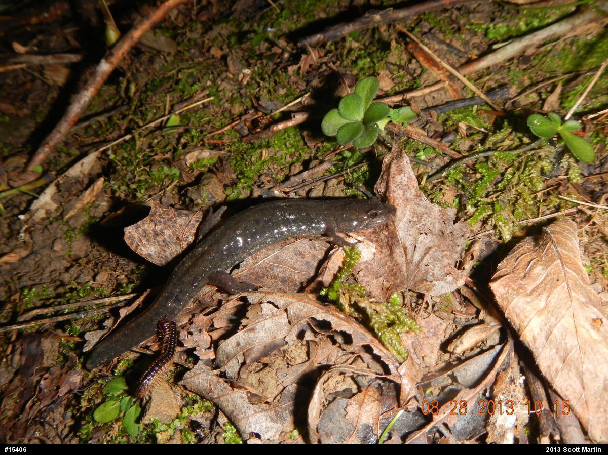Northern Dusky Salamander