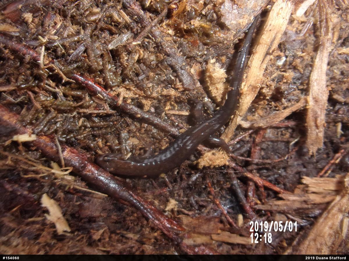 Allegheny Mountain Dusky Salamander