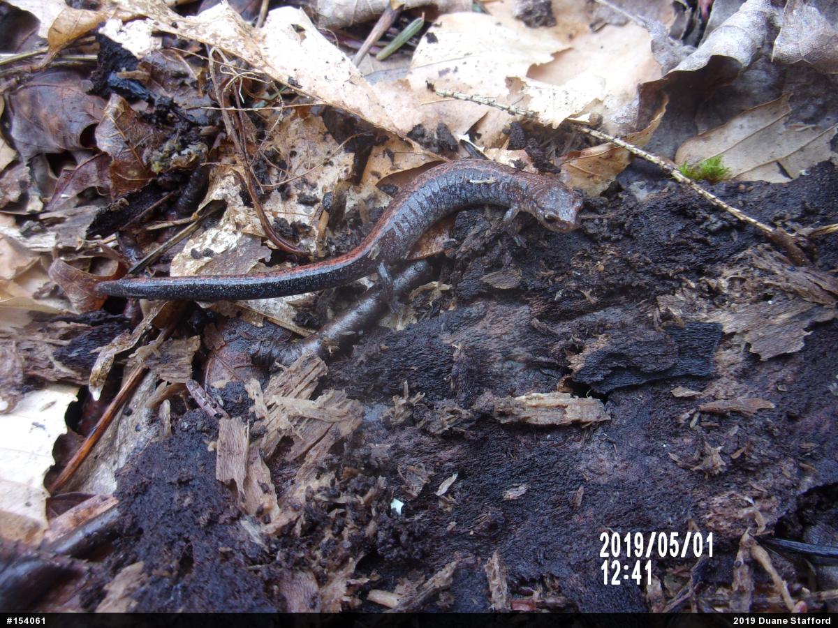 Eastern Red-backed  Salamander