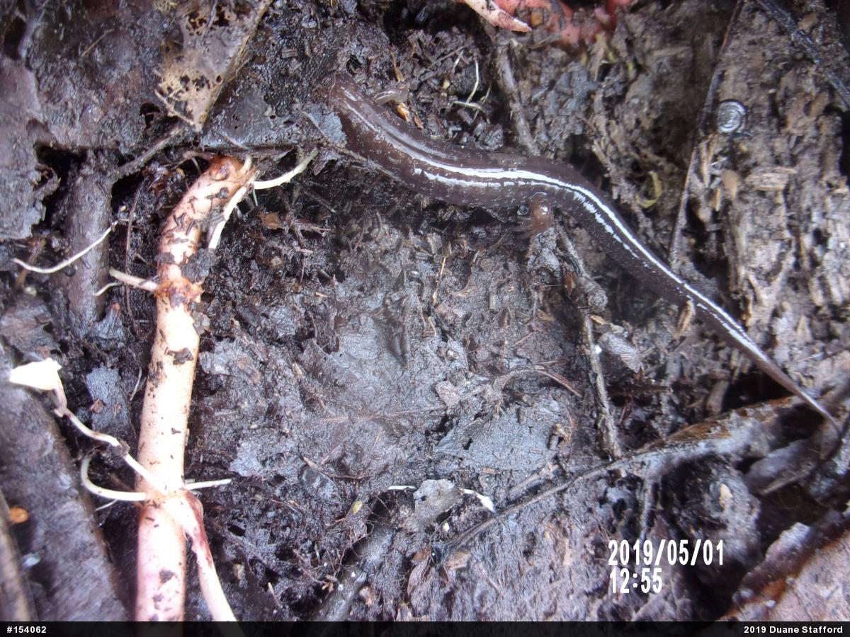Allegheny Mountain Dusky Salamander