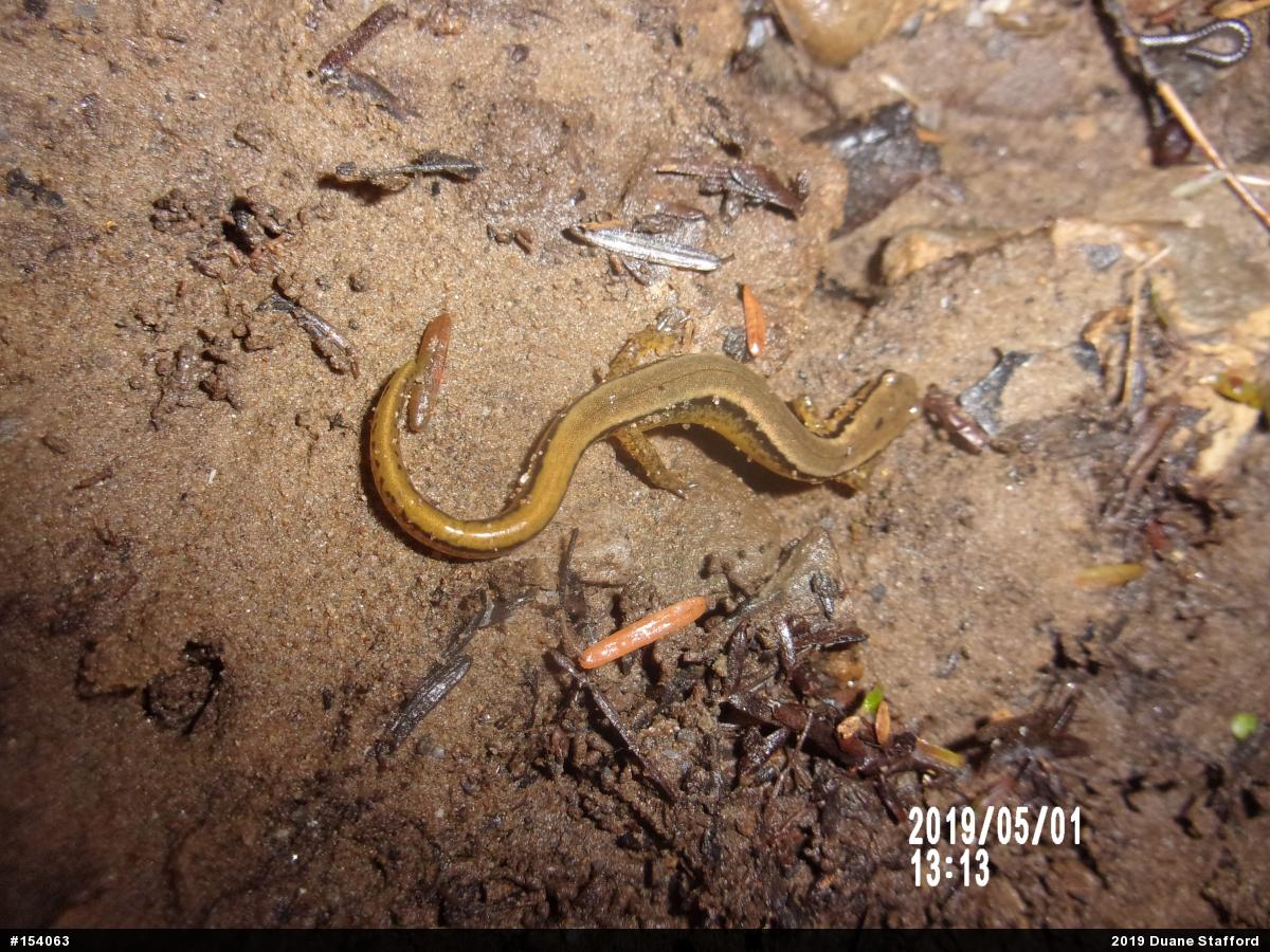 Northern Two-lined Salamander