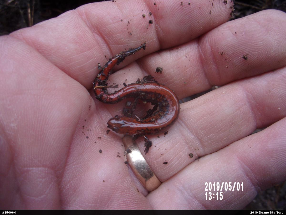 Eastern Red-backed  Salamander
