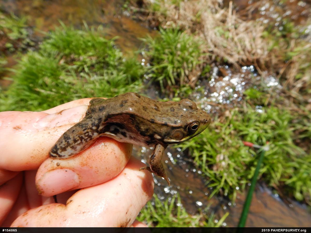 Green Frog