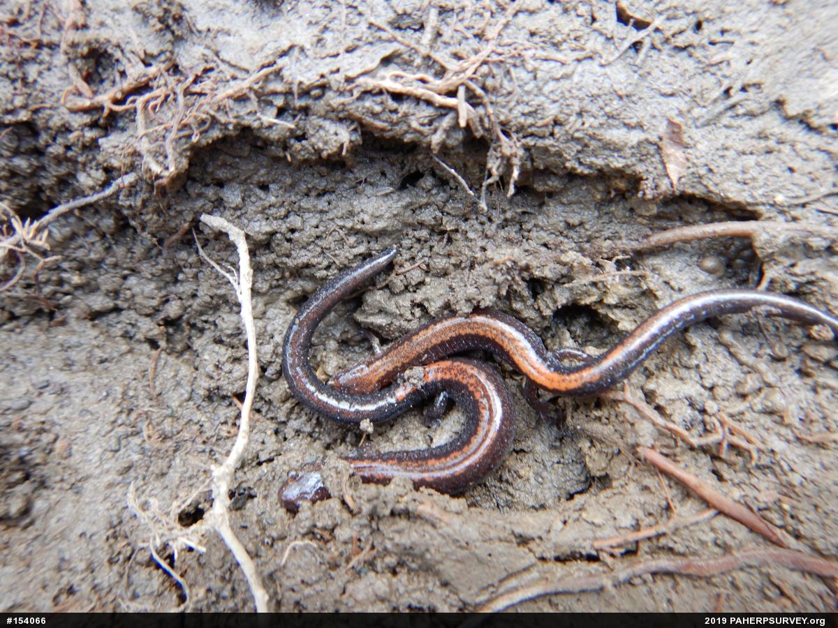 Eastern Red-backed  Salamander