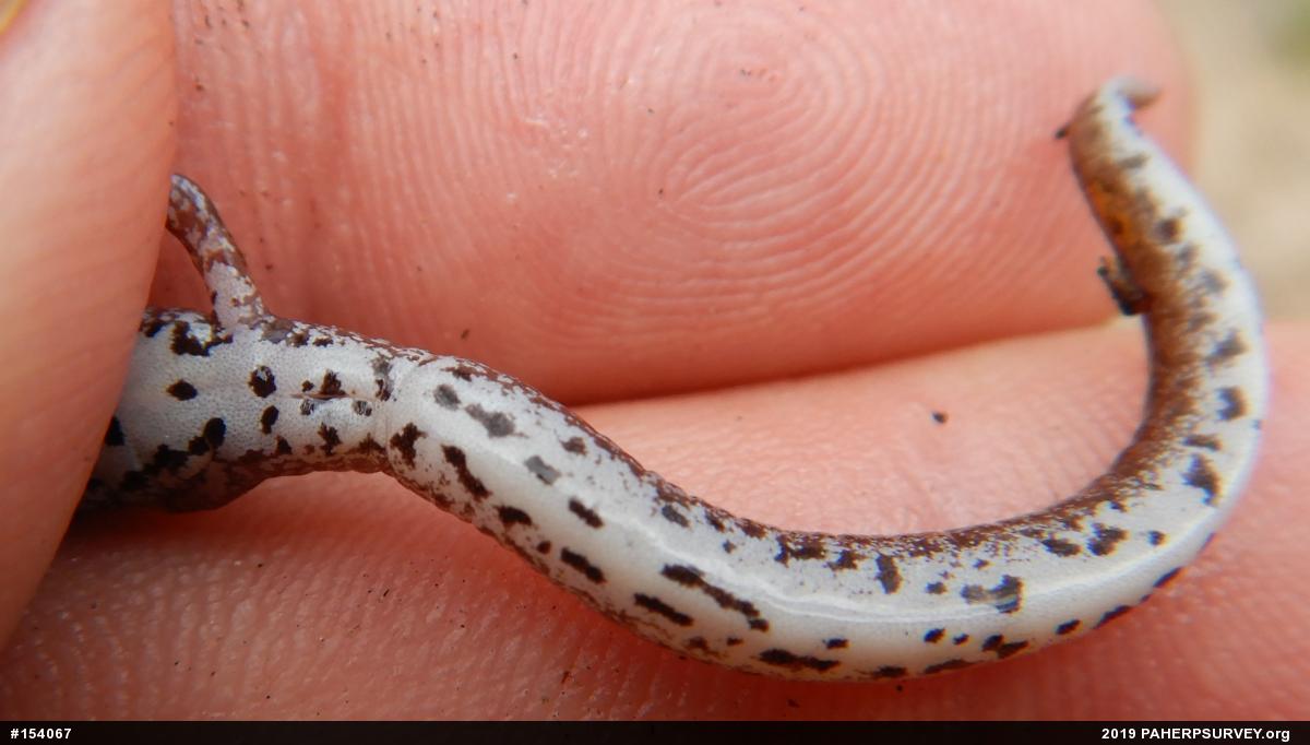 Four-toed Salamander