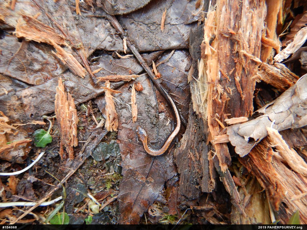 Eastern Red-backed  Salamander