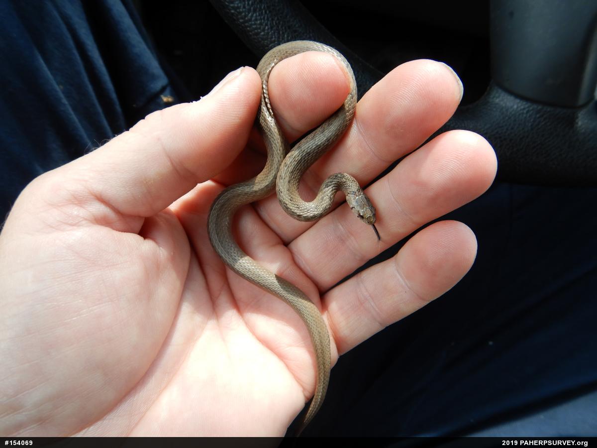 Dekay's Brownsnake