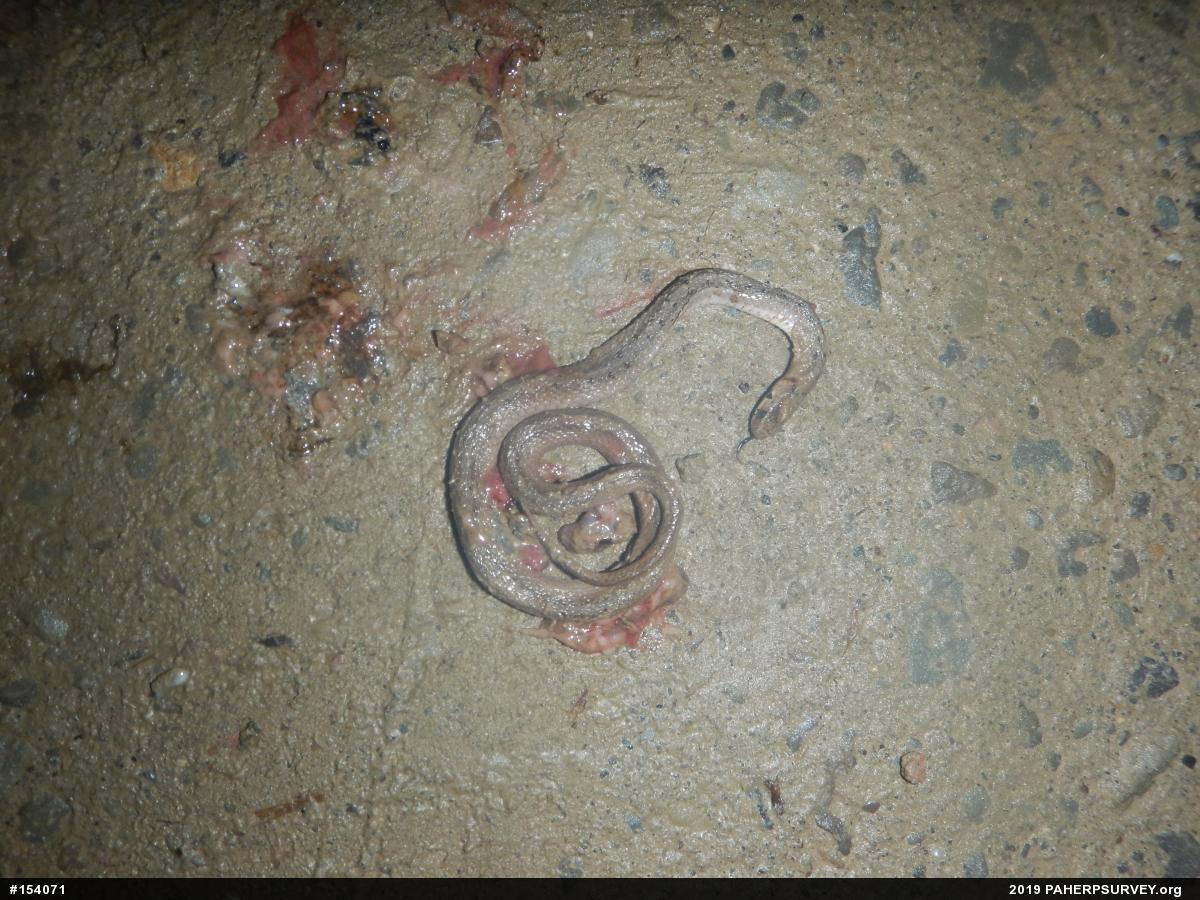 Dekay's Brownsnake