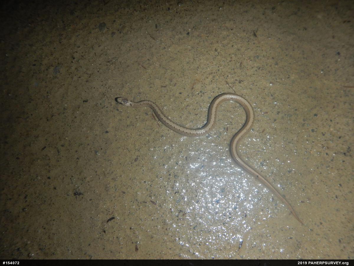 Dekay's Brownsnake