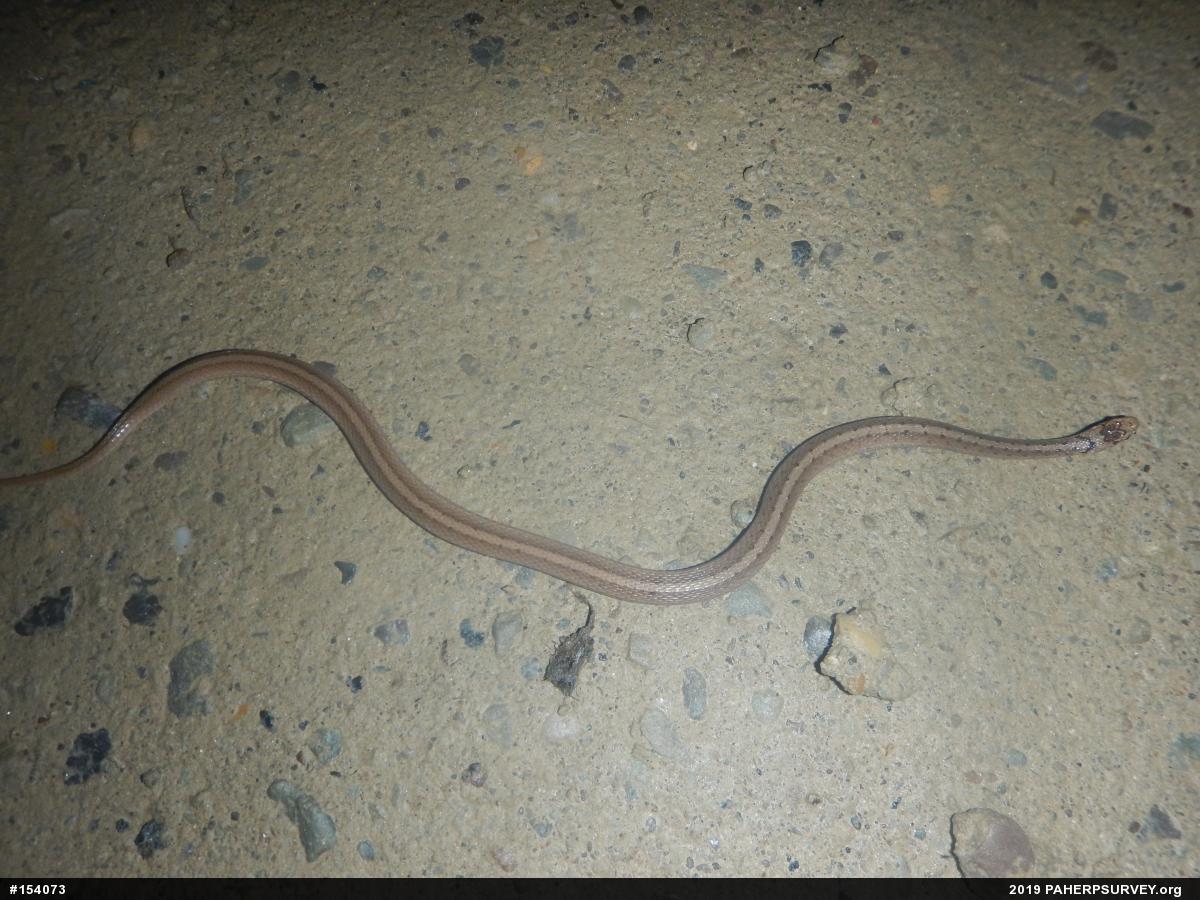 Dekay's Brownsnake
