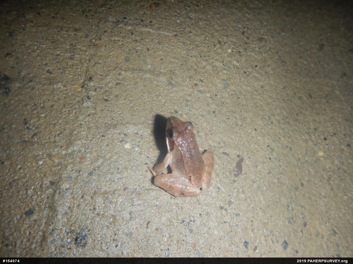 Wood Frog